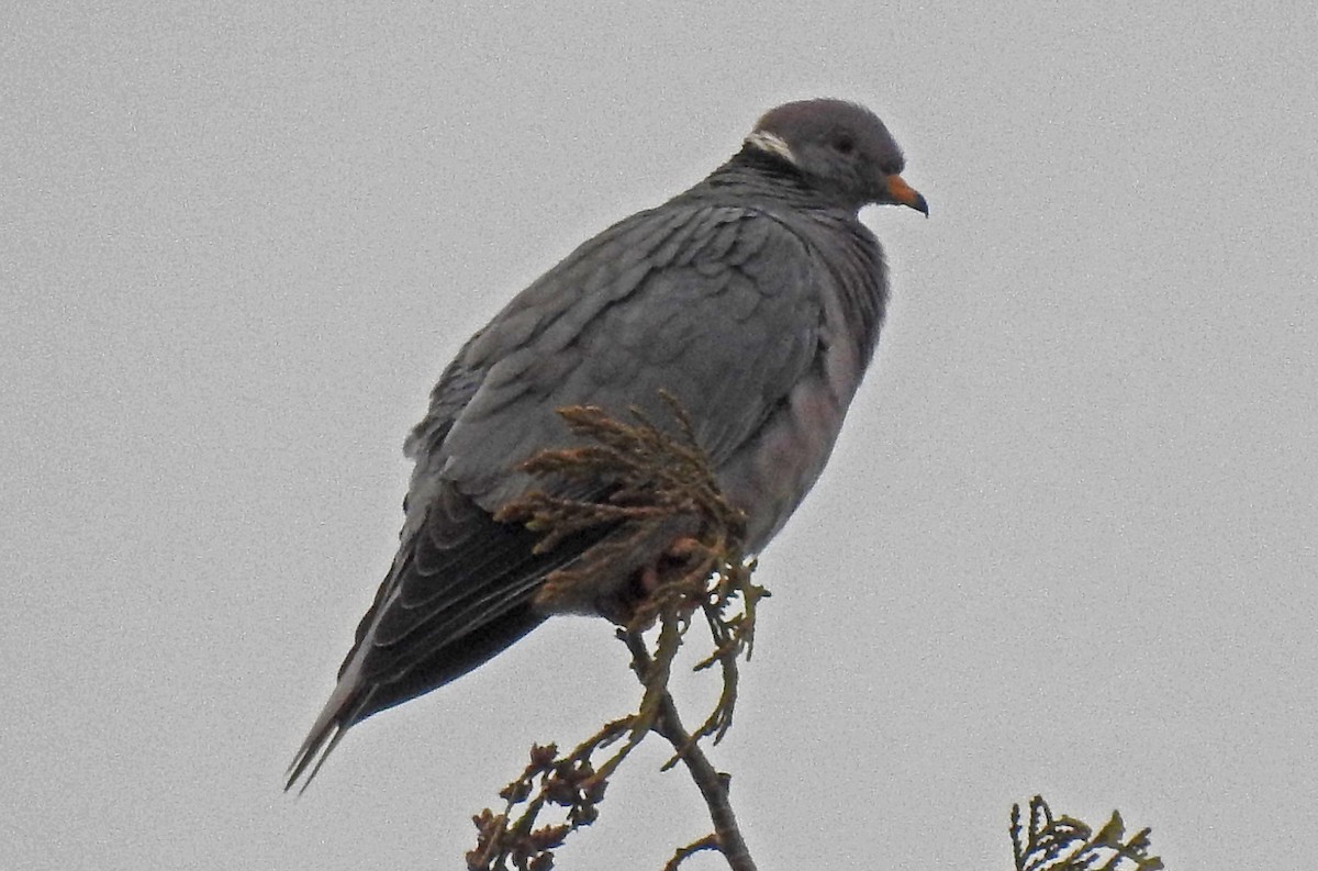Band-tailed Pigeon - ML51436381