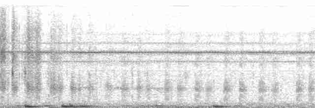 Kara Paçalı Barbet (macclounii) - ML51437