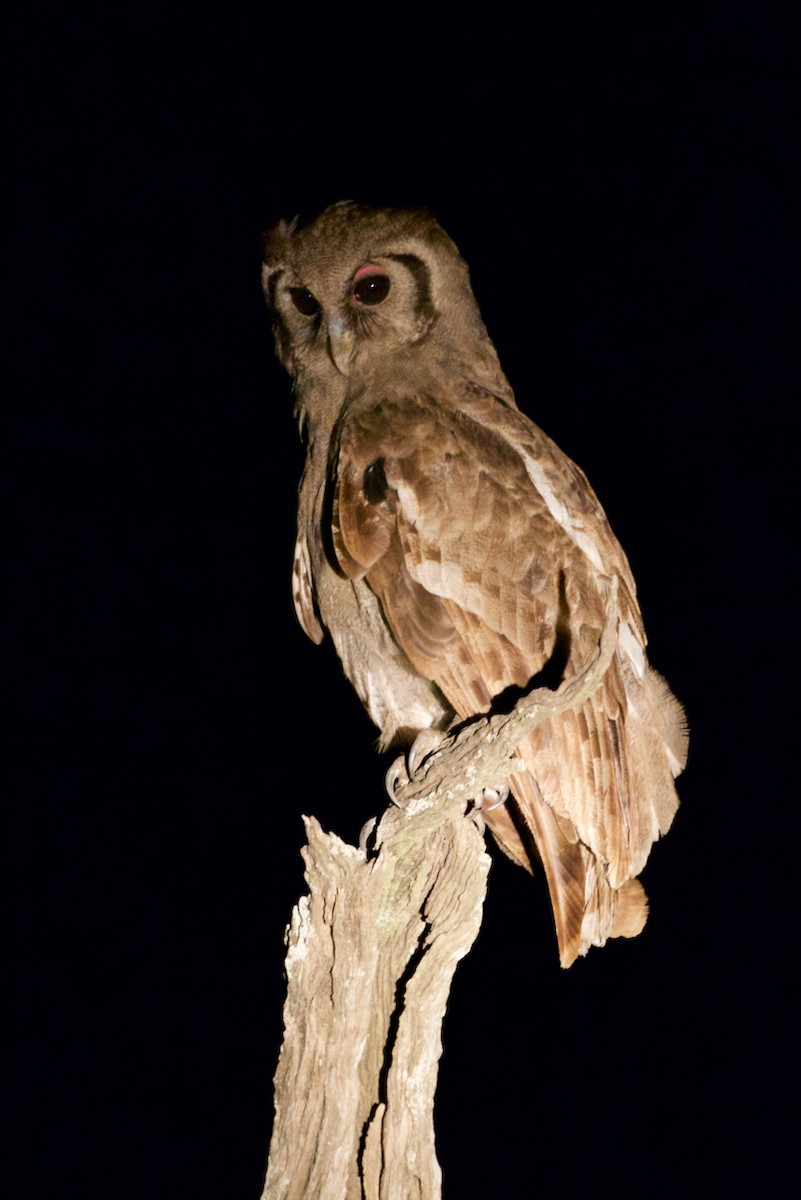 Verreaux's Eagle-Owl - ML51437211