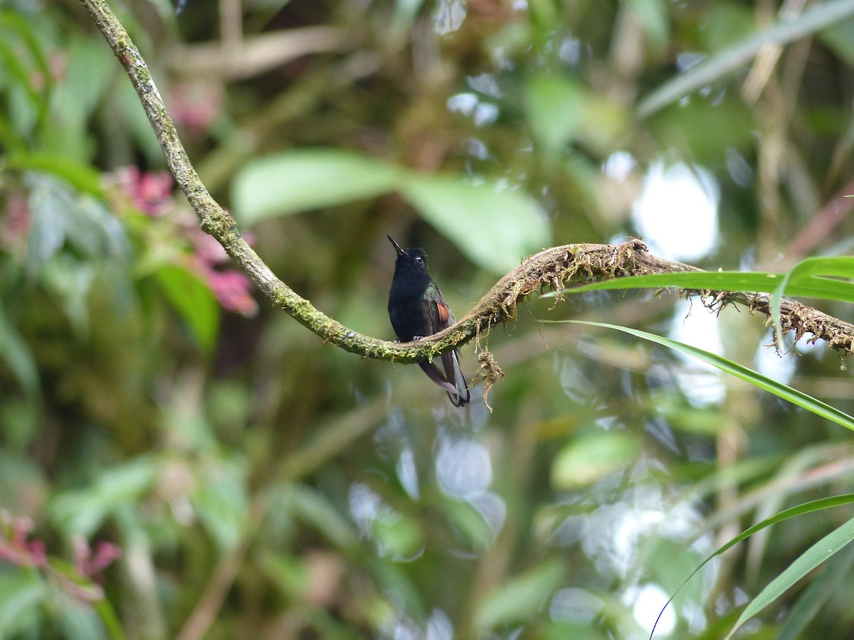 Black-bellied Hummingbird - ML51437231