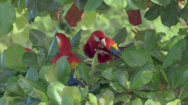 Scarlet Macaw - ML514380271