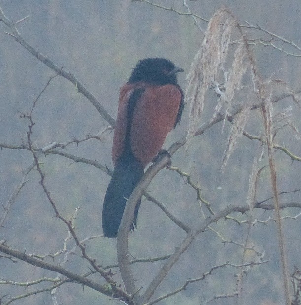 Greater Coucal - ML51438221
