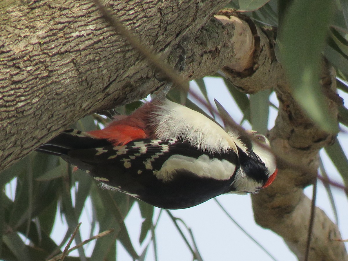 Great Spotted Woodpecker - ML51438521