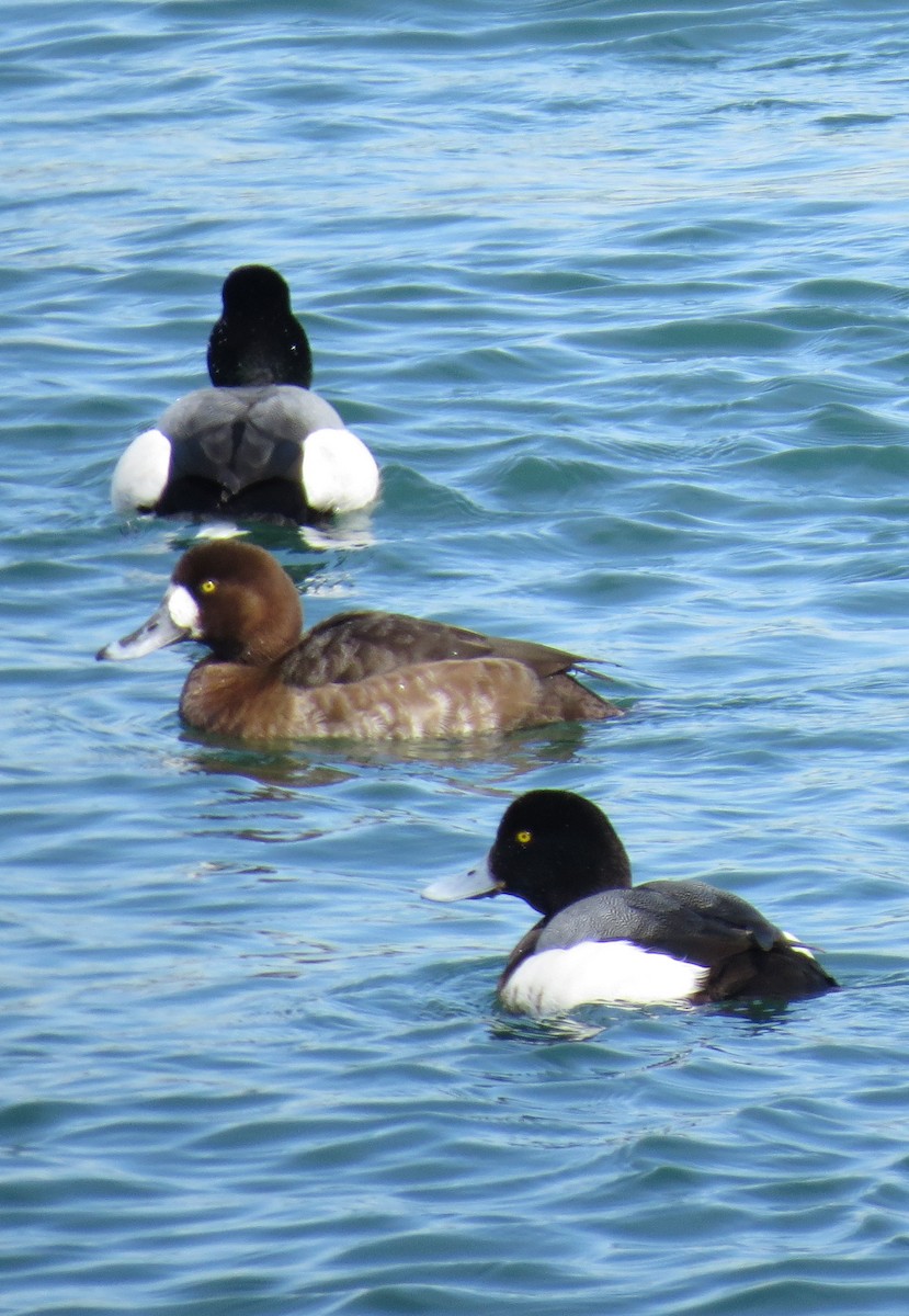 Greater Scaup - ML51438551