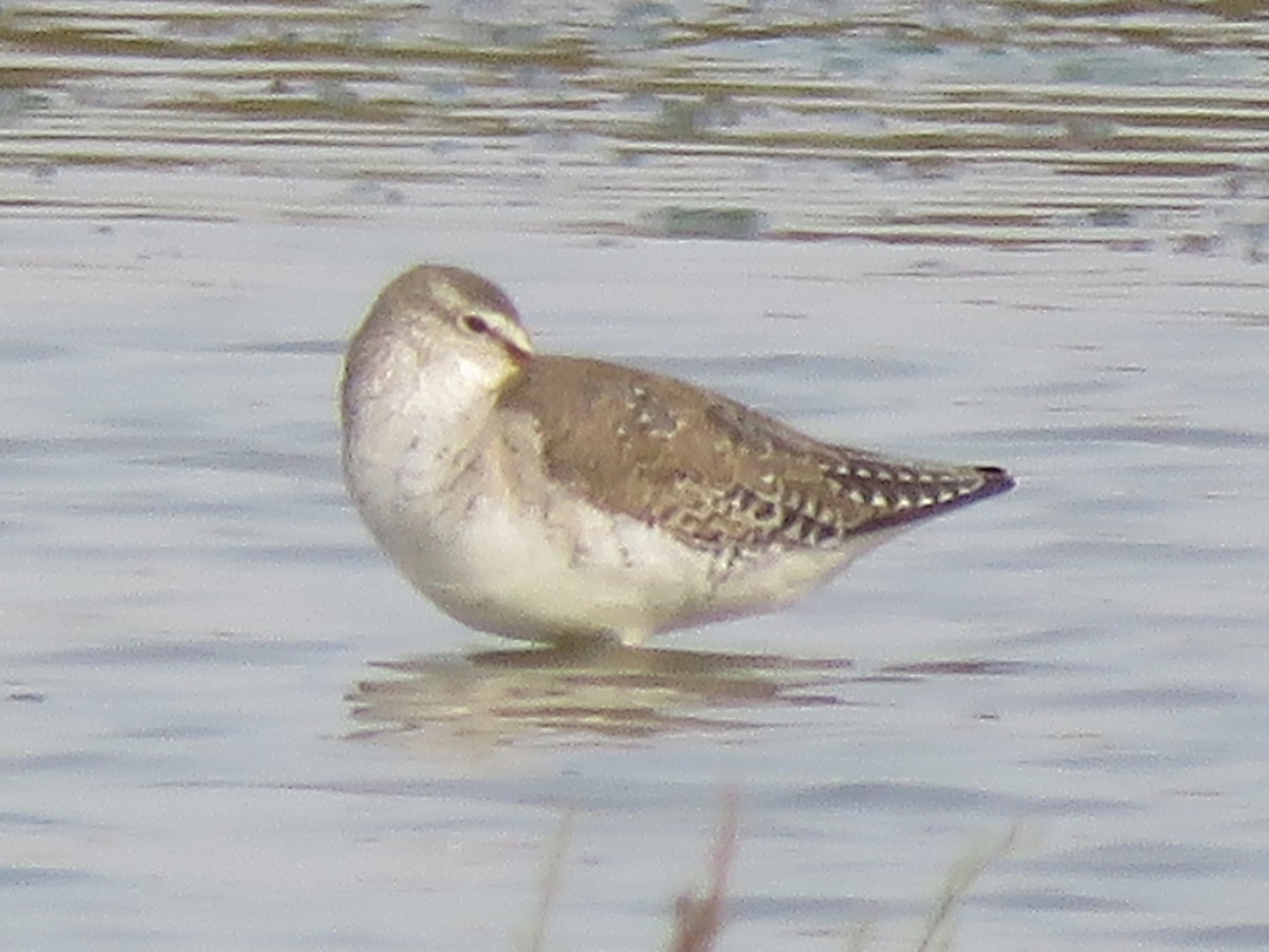 Spotted Redshank - ML51439241
