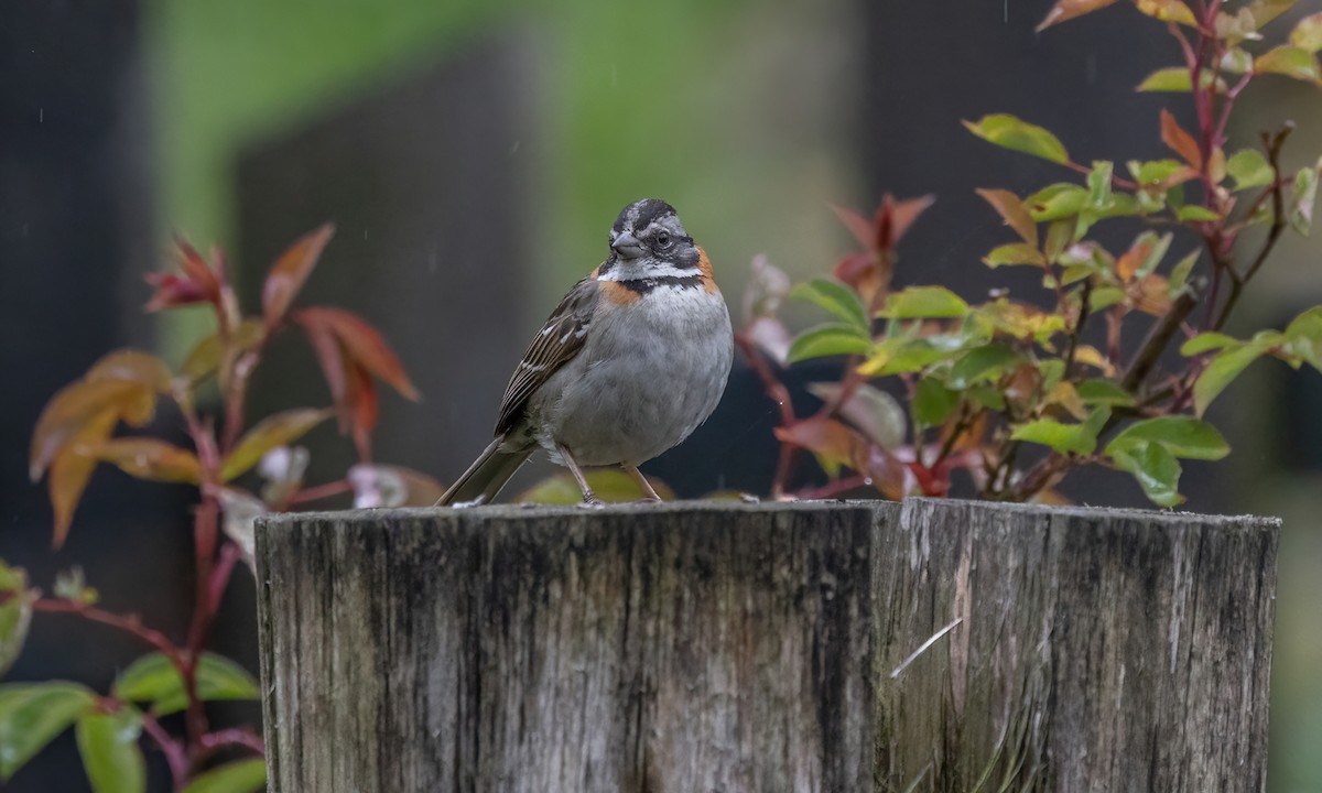 Rufous-collared Sparrow - Paul Fenwick