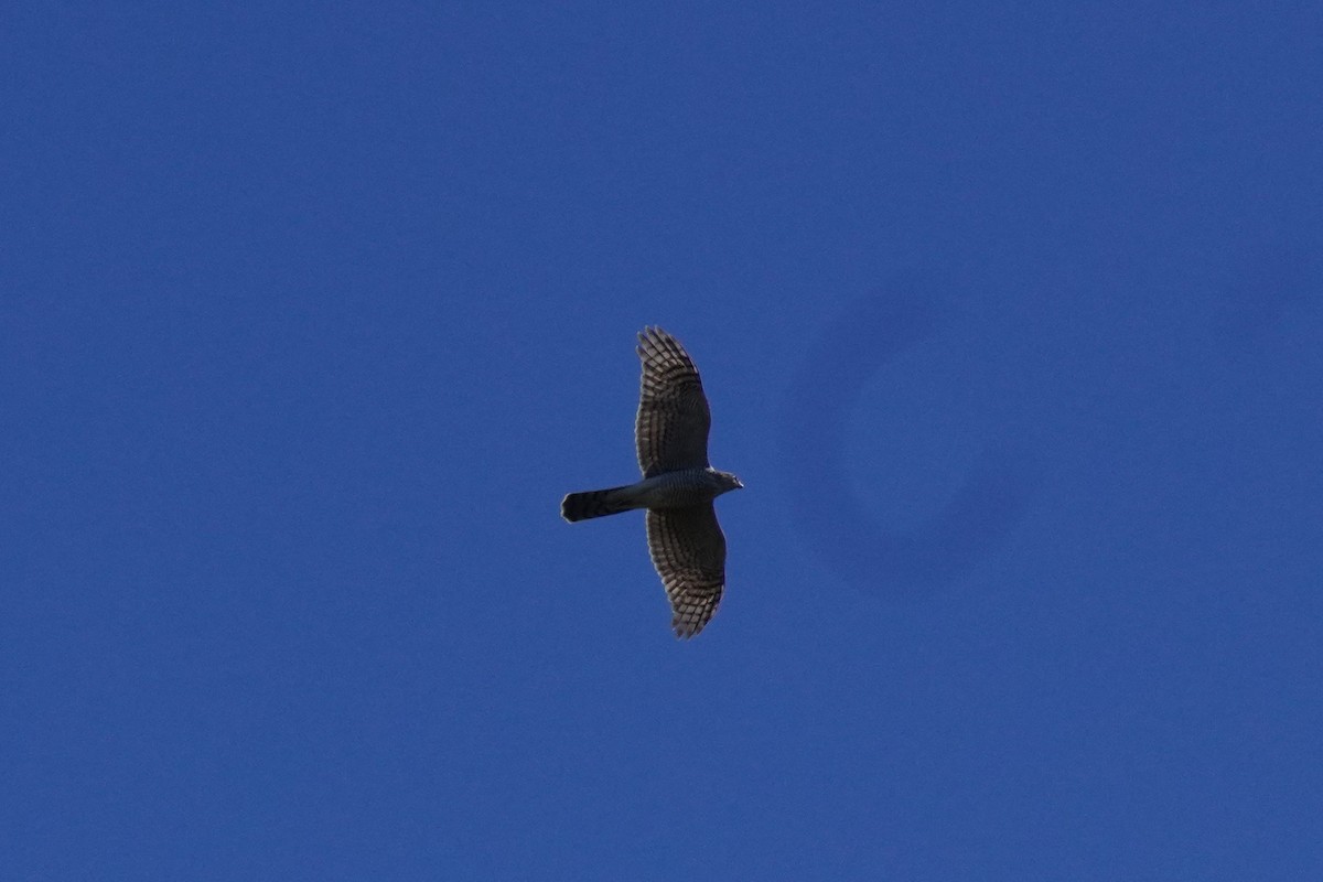 Eurasian Sparrowhawk - ML514396301