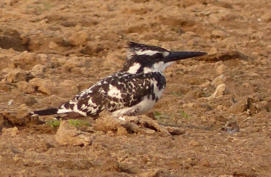 Pied Kingfisher - Suzanne Cholette