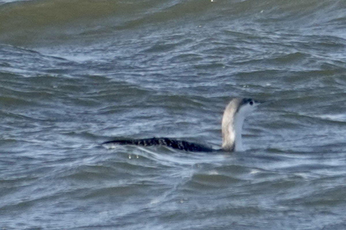 Red-throated Loon - ML514398561