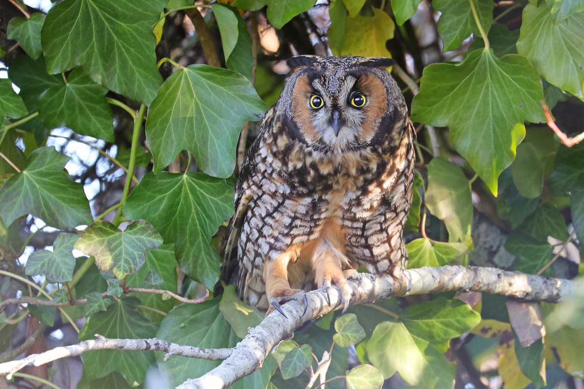 Long-eared Owl - ML514401941