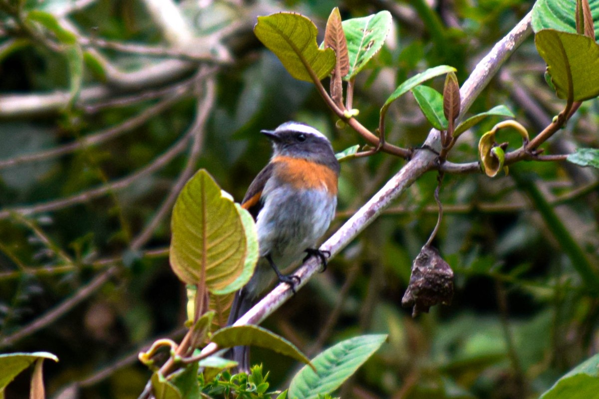 Rufous-breasted Chat-Tyrant - ML514403781