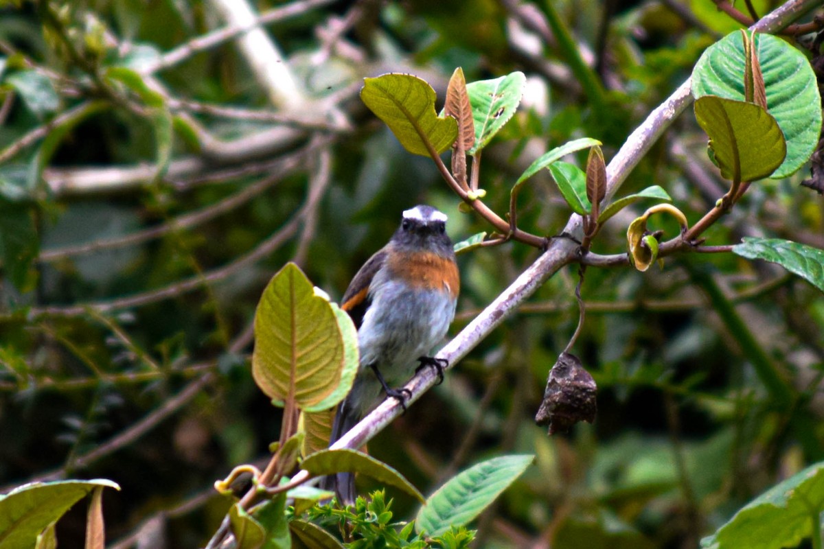 Rufous-breasted Chat-Tyrant - ML514403791