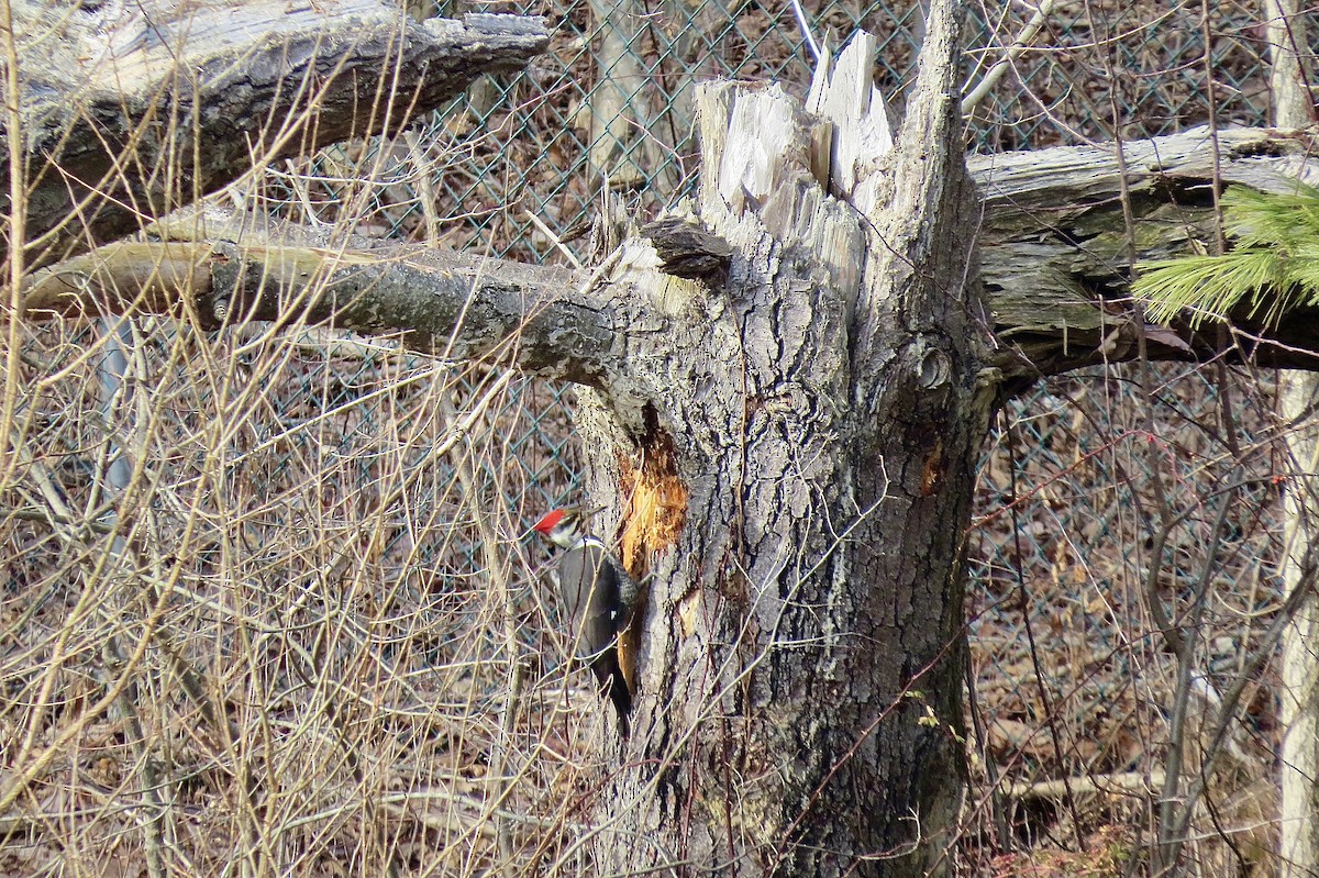 Pileated Woodpecker - ML514404341