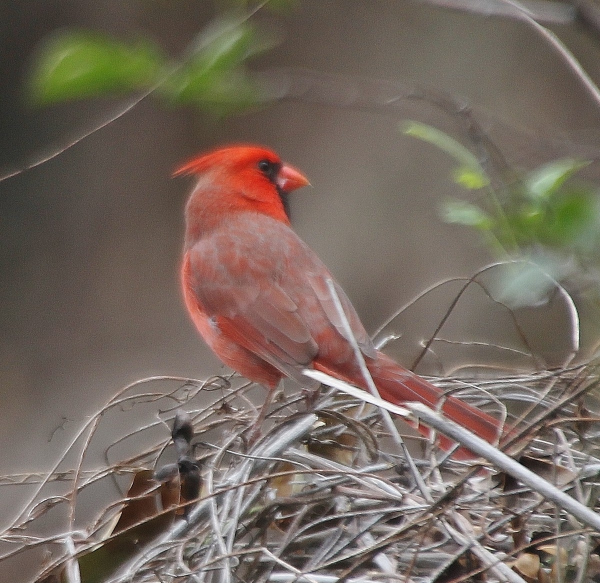 Cardinal rouge - ML514406741