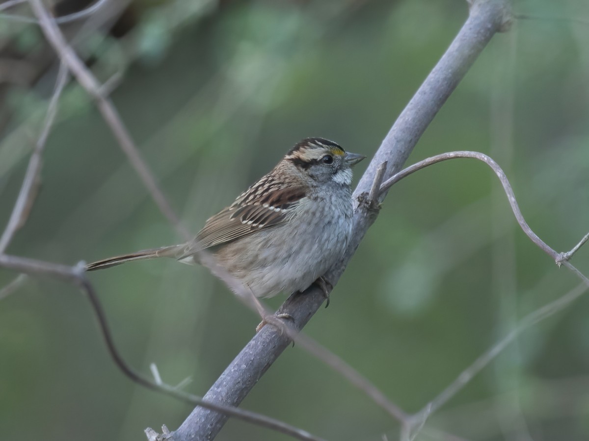 White-throated Sparrow - ML514411711