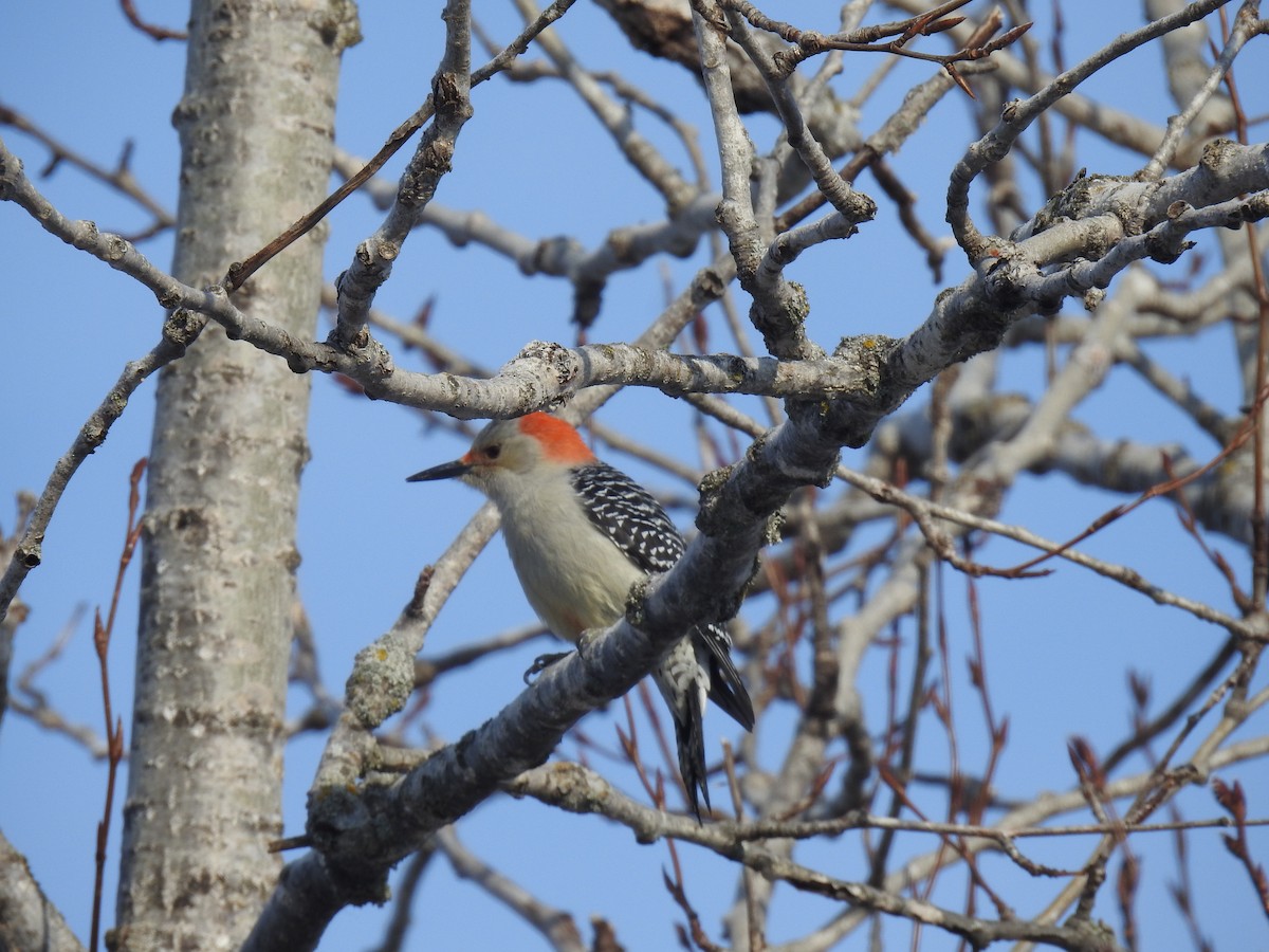 Red-bellied Woodpecker - ML514412781