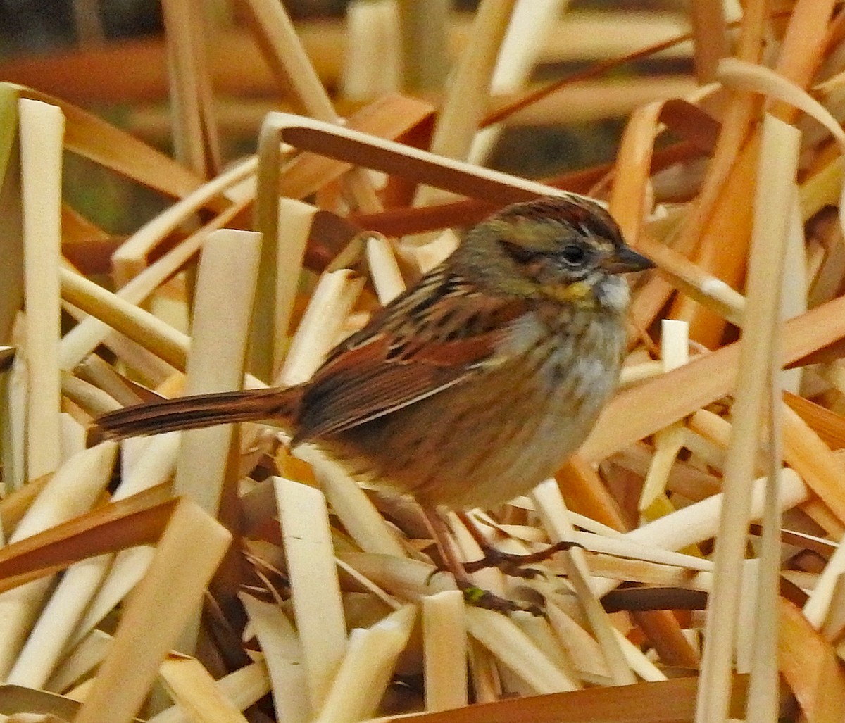 Swamp Sparrow - ML514413071