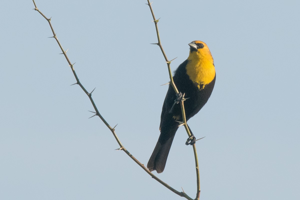 Yellow-headed Blackbird - Nancy Christensen