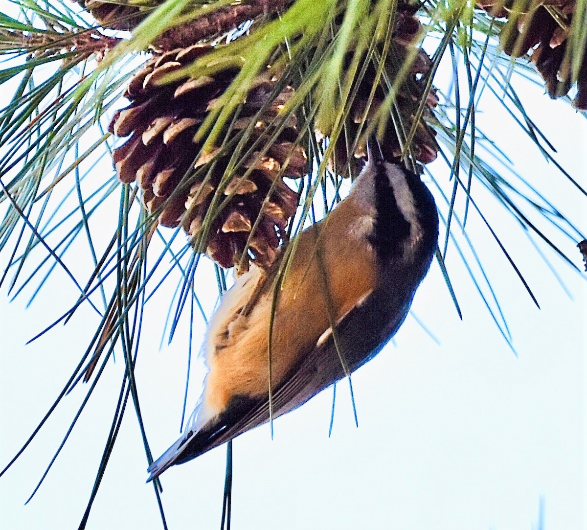 Red-breasted Nuthatch - ML514420511