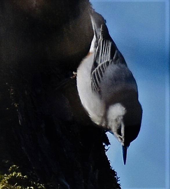 White-breasted Nuthatch - ML514420911