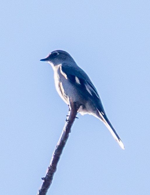 Townsend's Solitaire - ML514421231