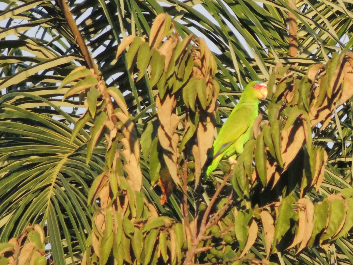 White-fronted Parrot - Paloma Plant