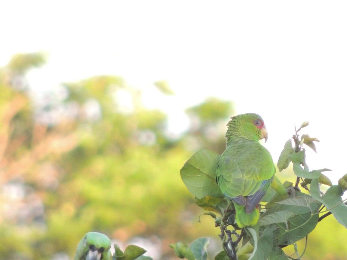 White-fronted Parrot - Paloma Plant