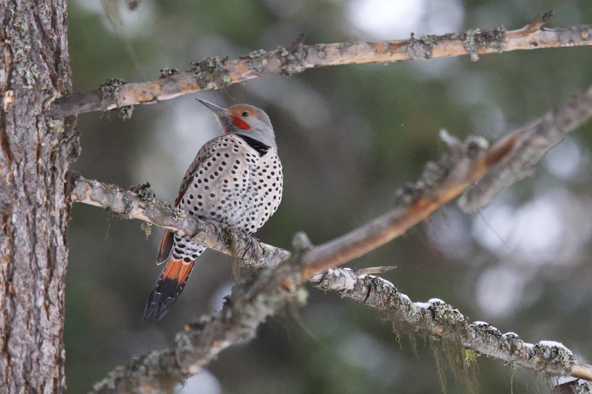 Northern Flicker (Red-shafted) - ML514424461