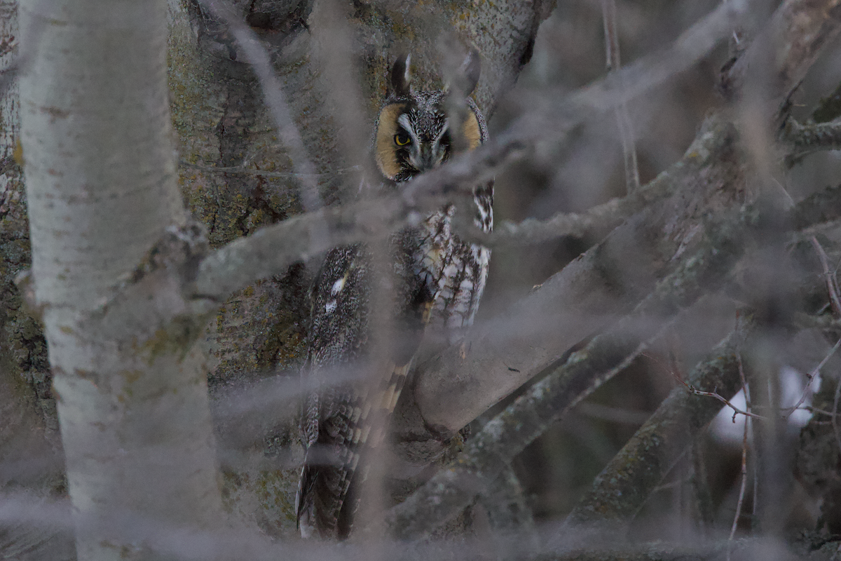 Long-eared Owl - ML514425341