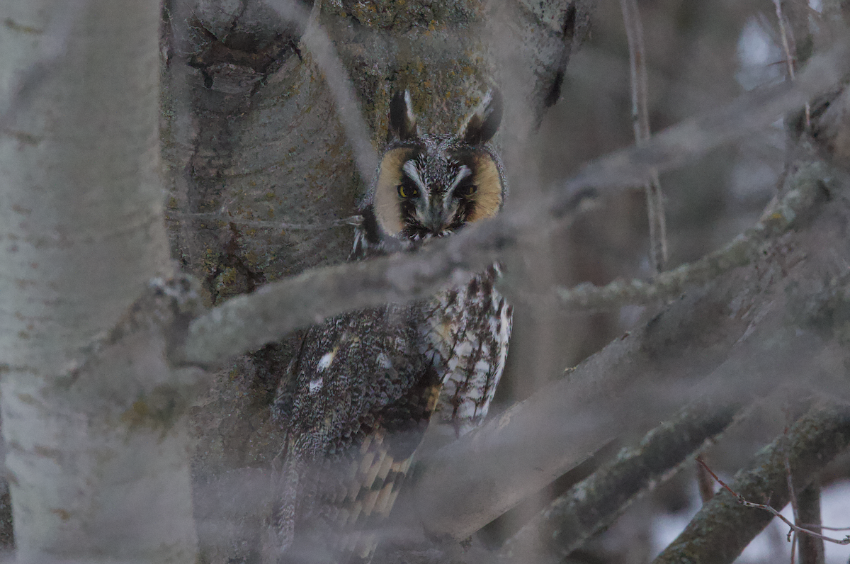 Long-eared Owl - ML514425671