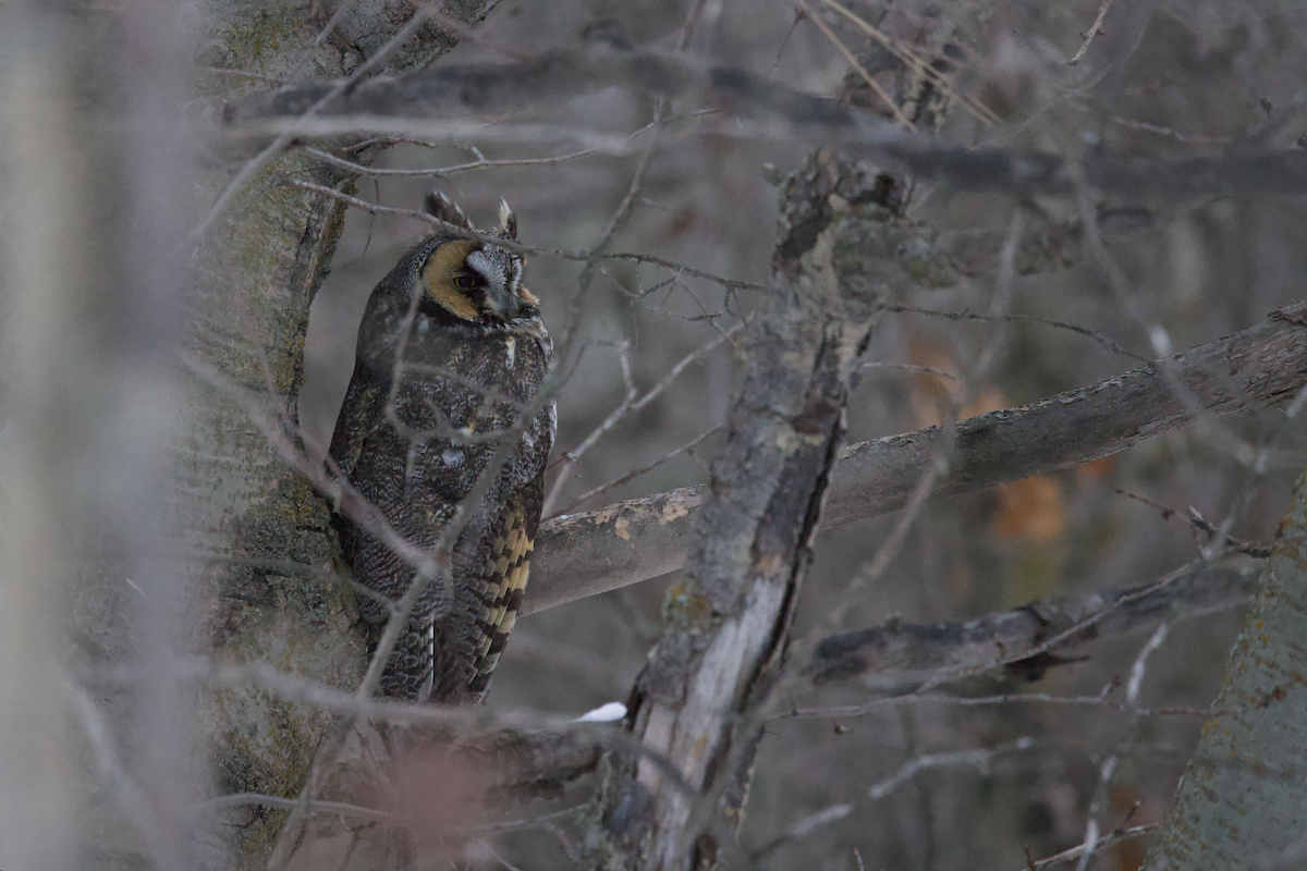 Long-eared Owl - ML514426121