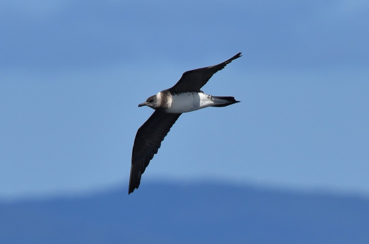 Long-tailed Jaeger - ML514429871