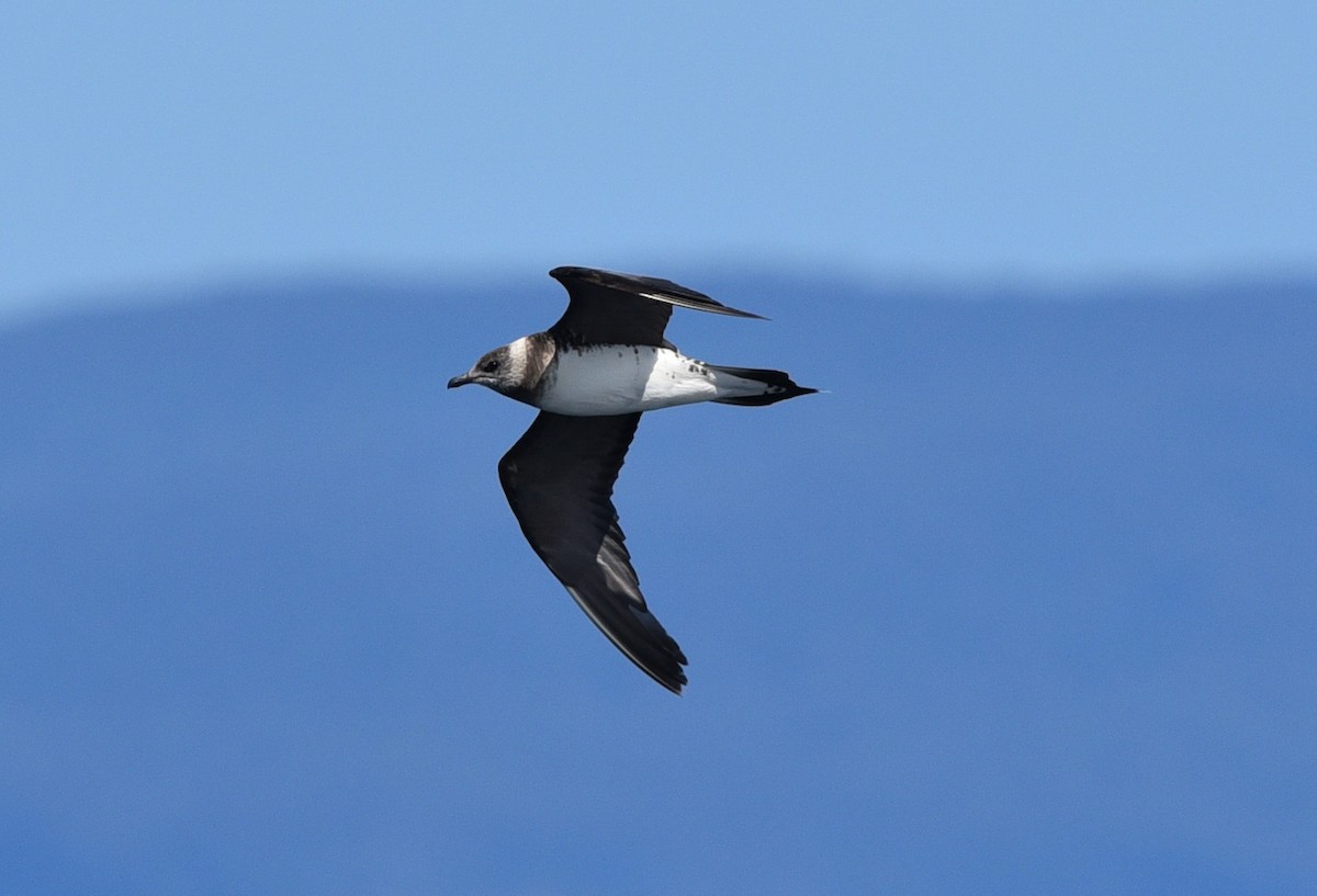 Long-tailed Jaeger - ML514429881