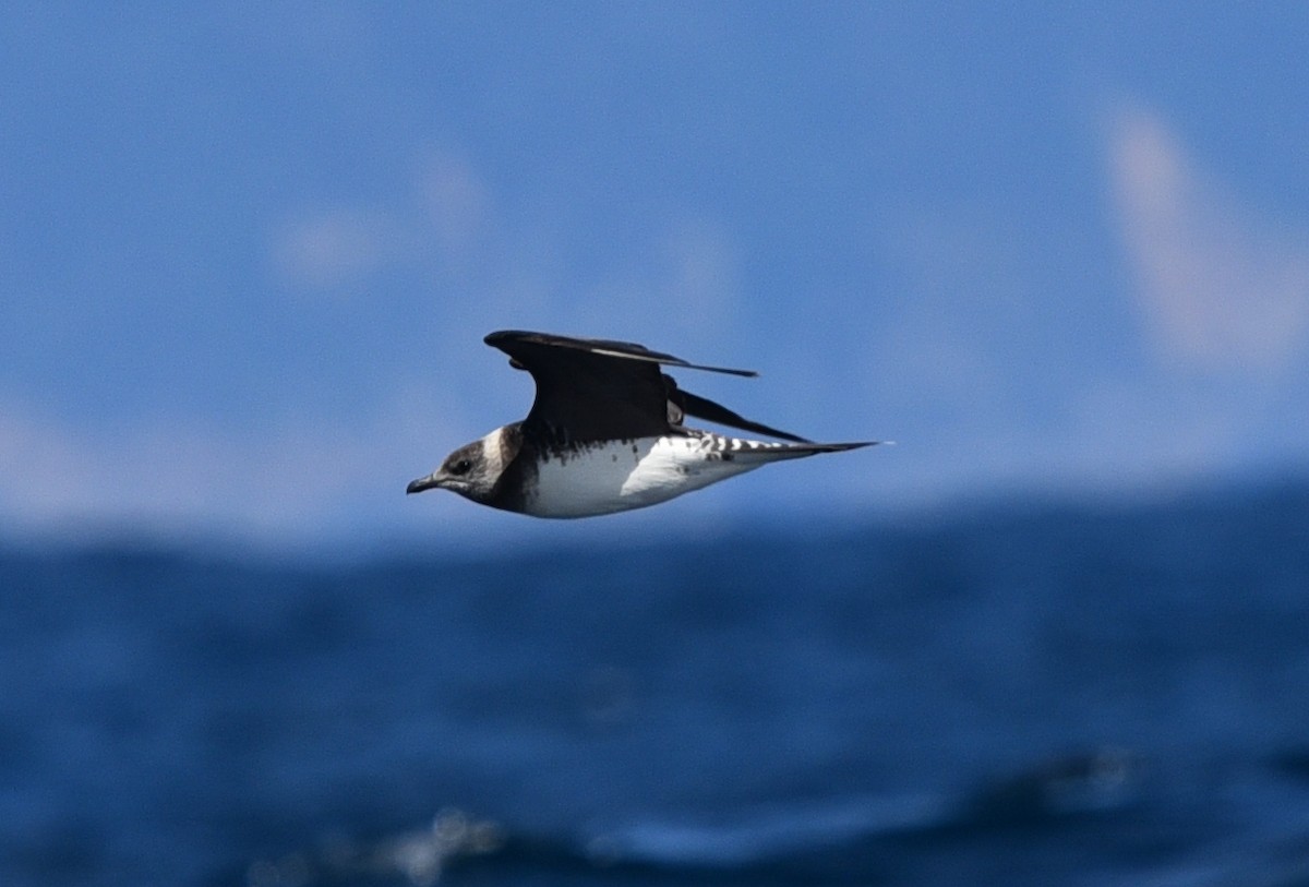 Long-tailed Jaeger - ML514429891