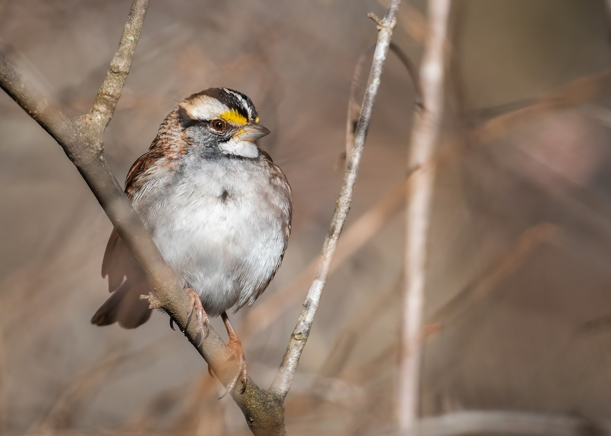 White-throated Sparrow - ML514432011