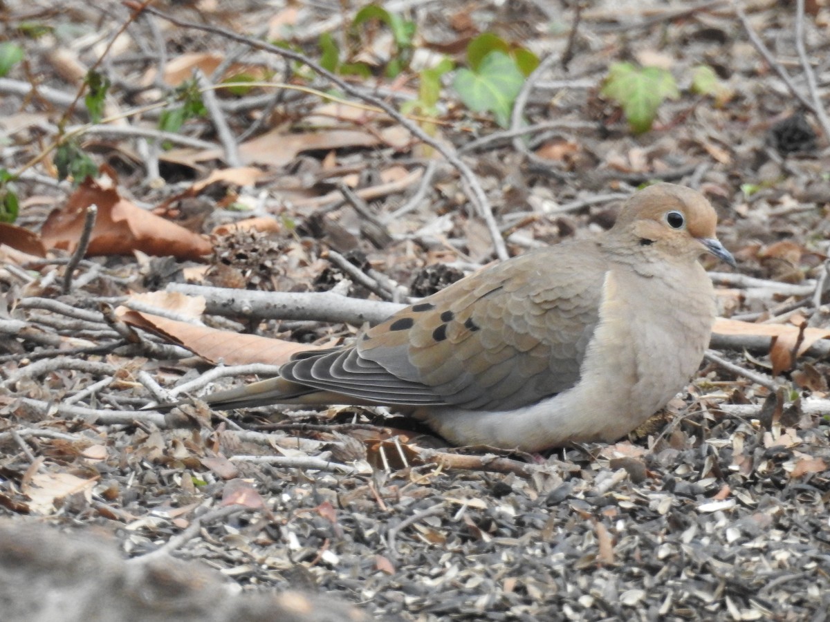 Mourning Dove - Bill Townsend