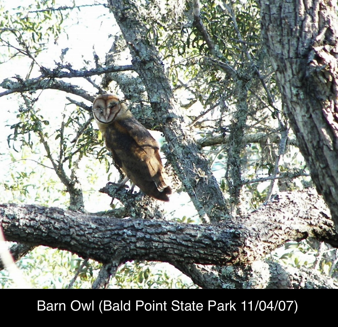 Barn Owl - ML514441031