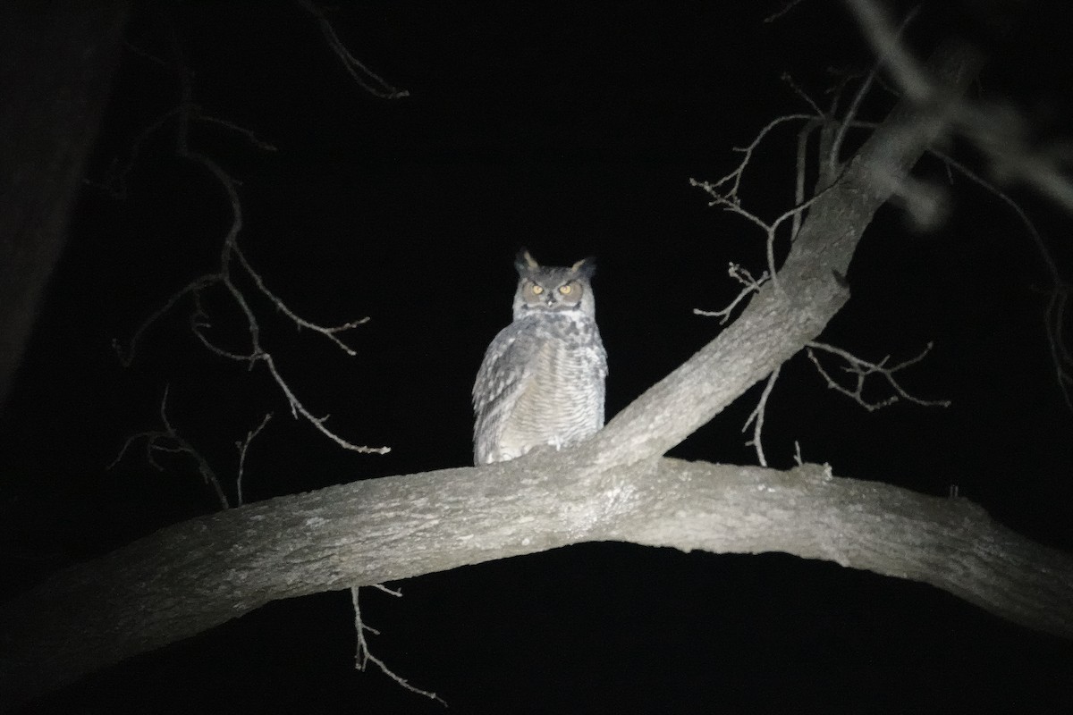 Great Horned Owl - ML514443251