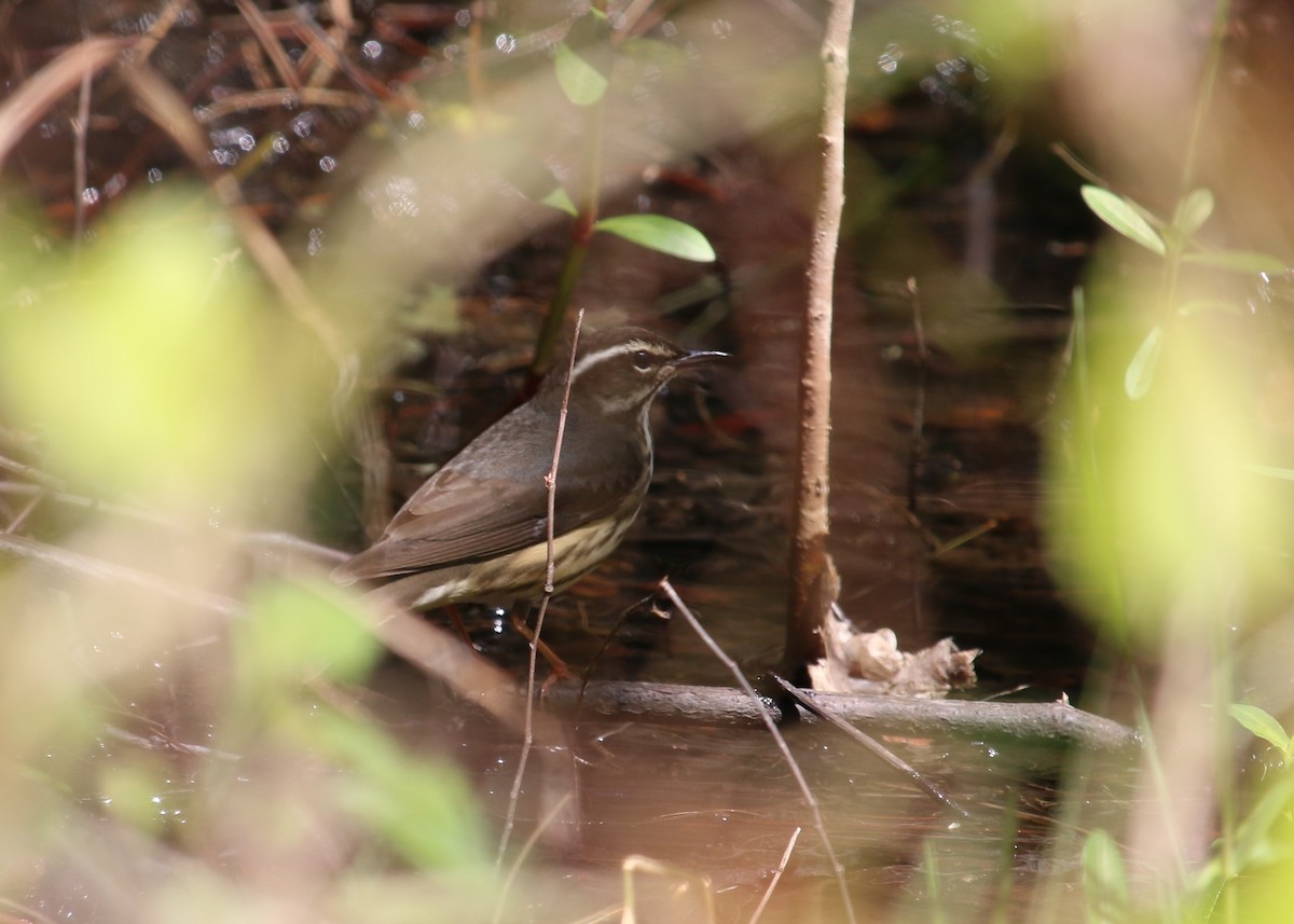 Ebird Checklist Mar Dauphin Island Species