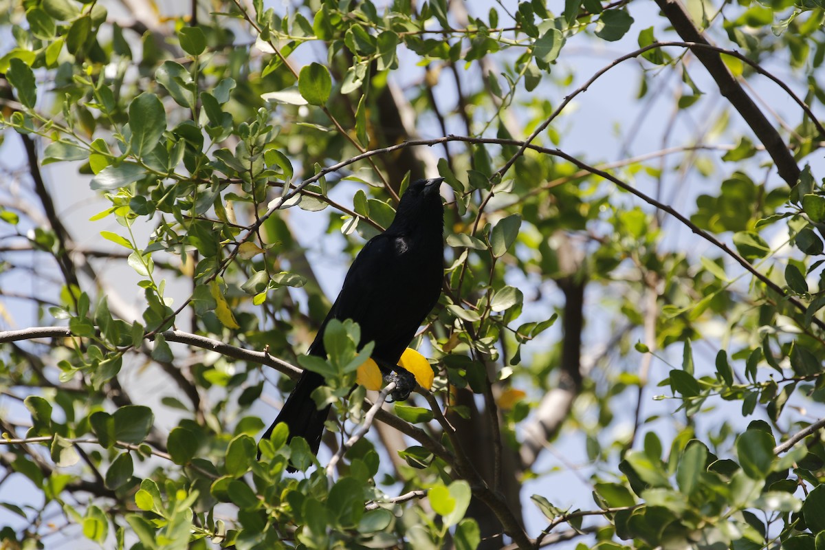 Austral Blackbird - ML514449971