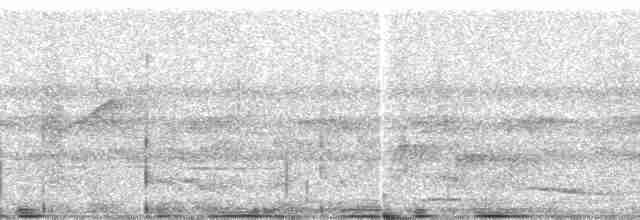 Kara Paçalı Barbet (macclounii) - ML51445