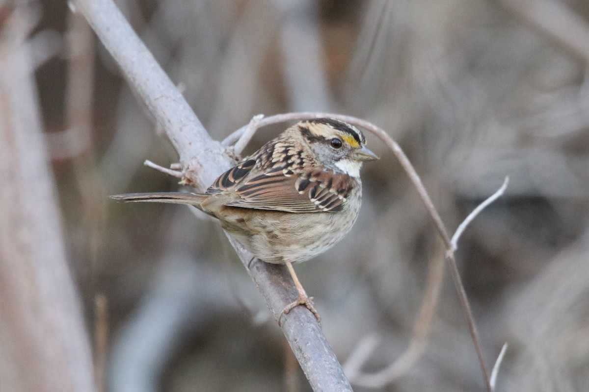 White-throated Sparrow - Sammy Cowell