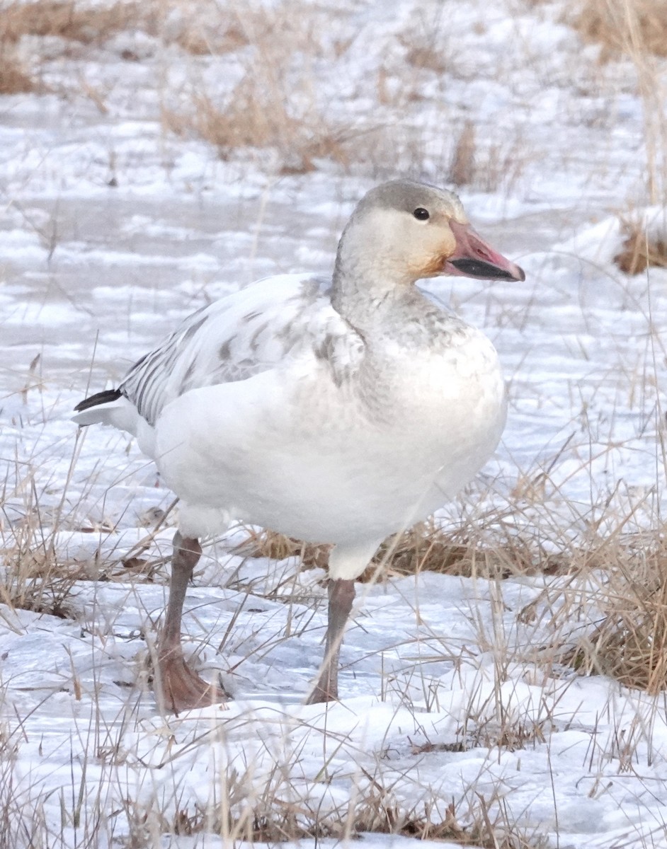 Snow Goose - ML514451031