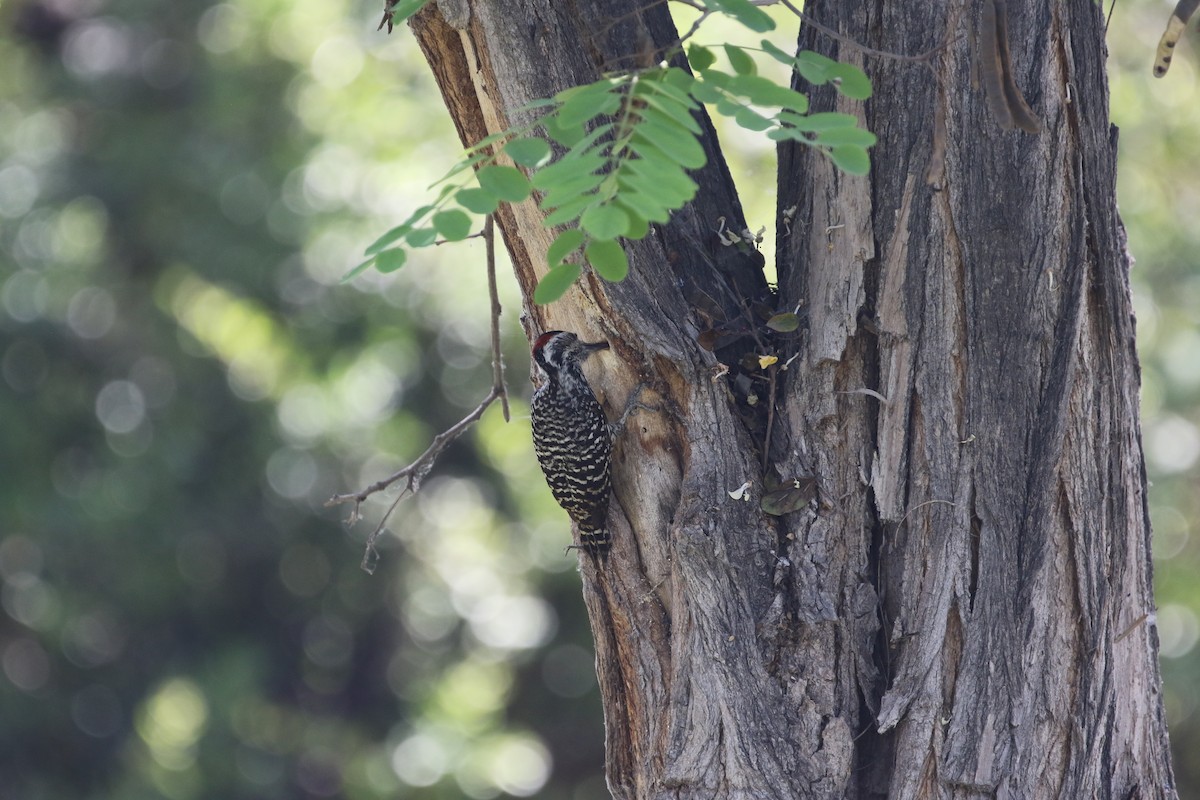 Striped Woodpecker - ML514451661