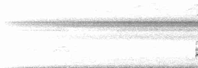 White-shouldered Antbird - ML514452691