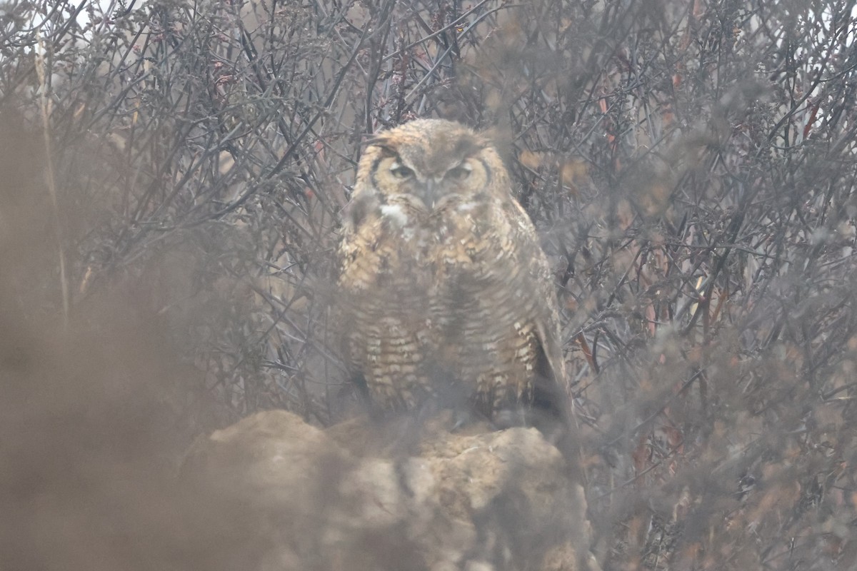 Great Horned Owl - ML514453341