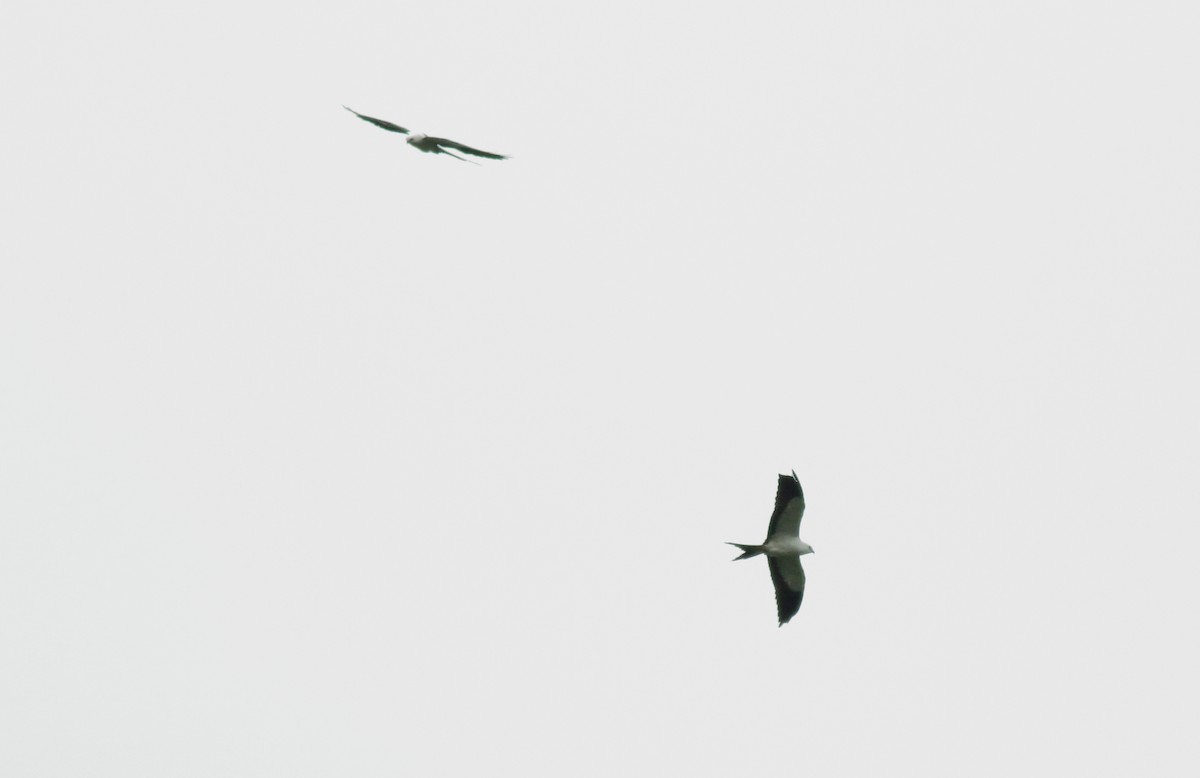 Swallow-tailed Kite - ML51445411