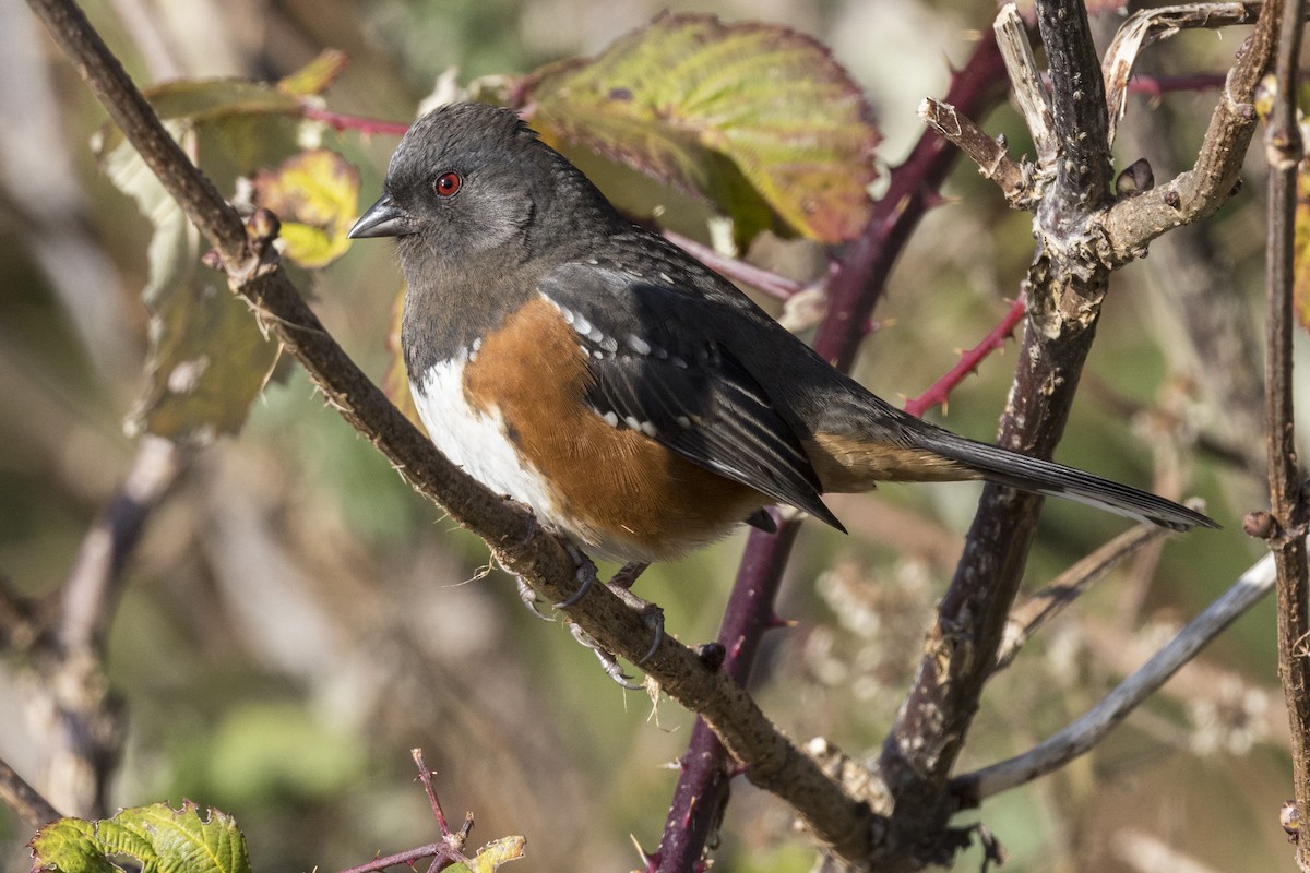 Spotted Towhee - ML514456201