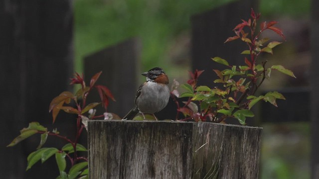Rufous-collared Sparrow - ML514457161
