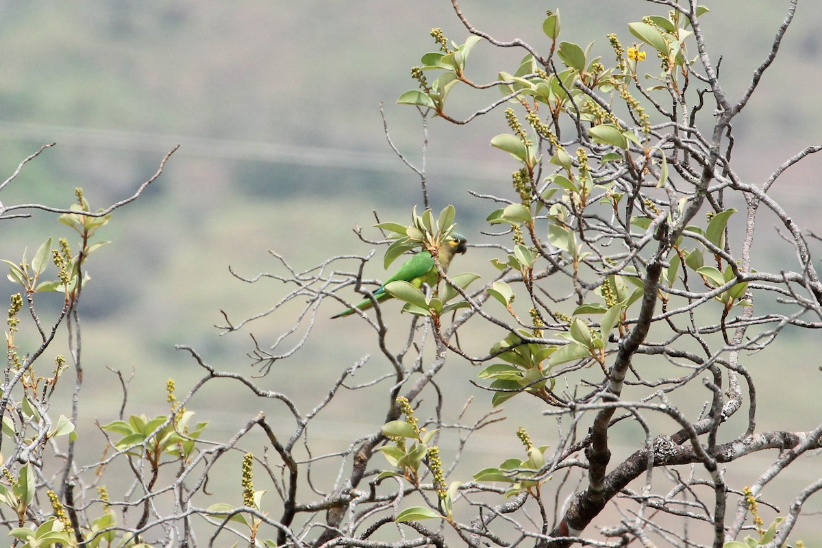 Kahverengi Gerdanlı Papağan (ocularis) - ML514457171